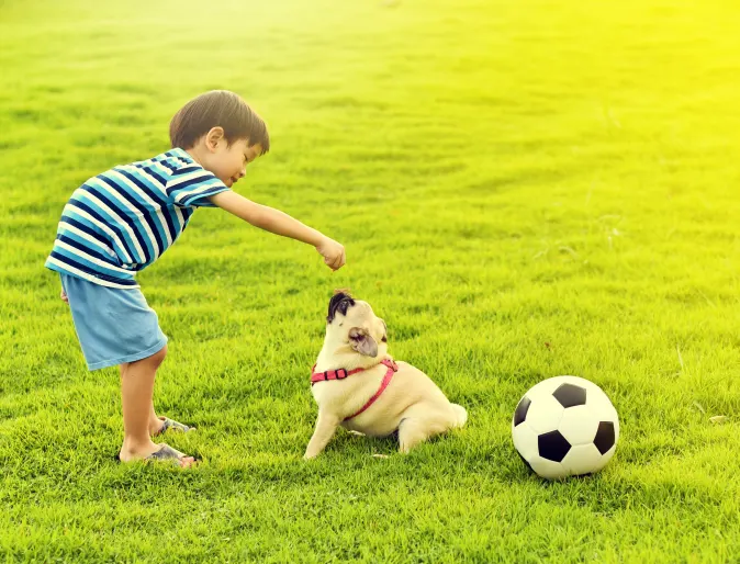 Boy on lawn playing with a dog and soccer ball